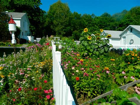 Pam's English Cottage Garden: Late Summer Blooms in the Cottage Garden