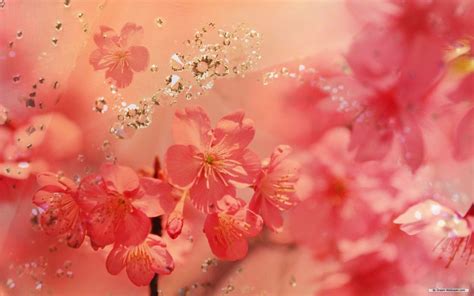 Peach Blossom Wallpapers - Top Free Peach Blossom Backgrounds ...