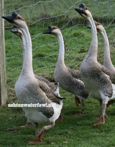 African Goose Vs Chinese Goose