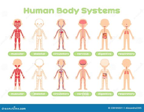 Set of Human Body Systems. Template. Muscular Skeletal Circulatory Nervous Digestive and ...