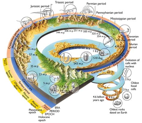 Timeline of life evolution on earth | Motivational Stories