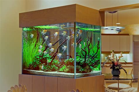 15 Amazing Home Aquarium Ideas You Must See – Fantastic Viewpoint