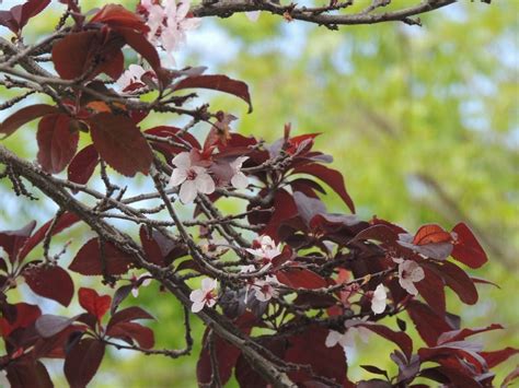 Purple Leaf Sand Cherry Care - When To Prune Plum Leaf Sand Cherries