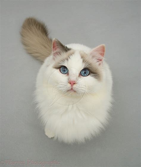 Ragdoll Cat Personality, Characteristics and Pictures – InspirationSeek.com