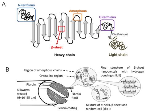 IJMS | Free Full-Text | Silk Fibroin as a Functional Biomaterial for ...