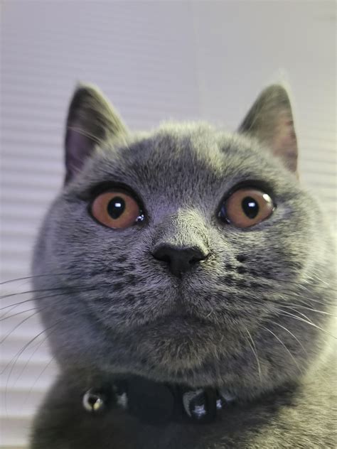 When you open your camera and it's front facing : r/britishshorthair