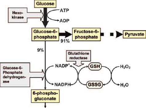 Glucose 6 Phosphate Pathway