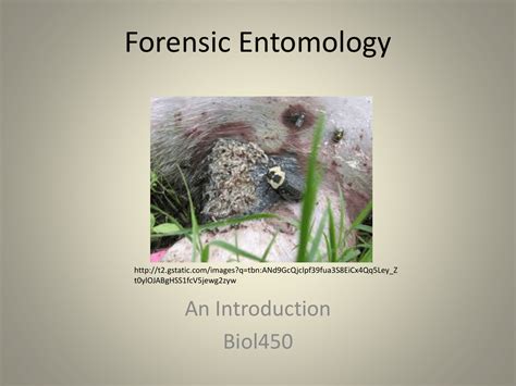 Forensic Entomology