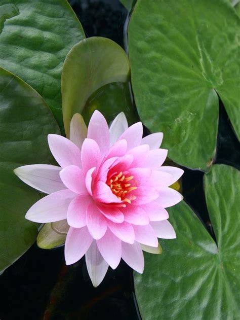 Lotus flower ~ Dreamy Nature - #dreamy #flower #lotus #nature | Lotus flower pictures, Lotus ...