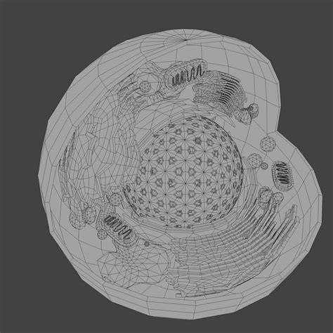 animal eukaryote cell 3d model