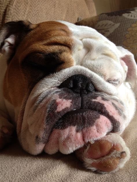 My sleeping beauty! | Bulldog, English bulldog pictures, English bulldog