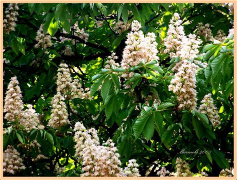 Chestnut Tree in Bloom | marinela 2008 | Flickr