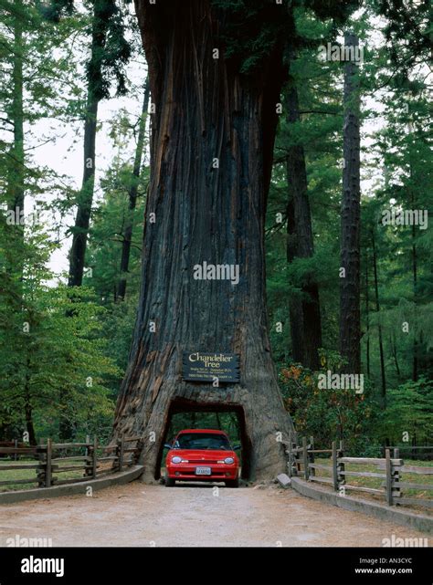 Redwood tree with car hi-res stock photography and images - Alamy