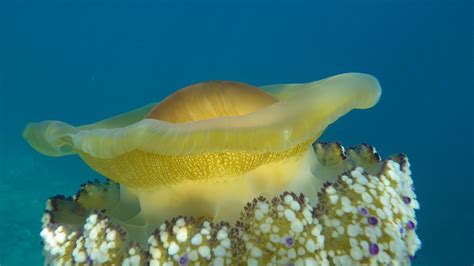 Cotylorhiza Tuberculata, a.k.a. Fried-egg Jellyfish :: Behance