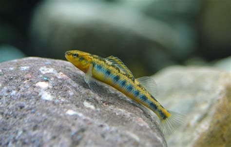 Virginia Fishes: Candy darters (Etheostoma osburni) in Big Stony Creek