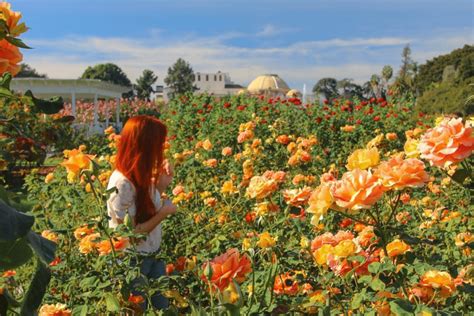 A Gallery Of L.A.’s Most Treasured Rose Garden