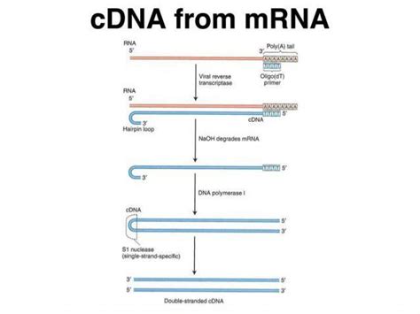 cDNA synthesis from RNA extraction from tissue and cell - Histogenotech