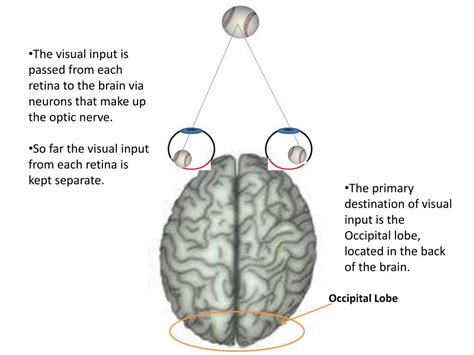 PPT - What is Stereopsis ? PowerPoint Presentation, free download - ID:1870679