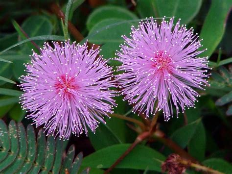 MIMOSA PUDICA – SENSITIVE PLANT – Premier Seeds Direct