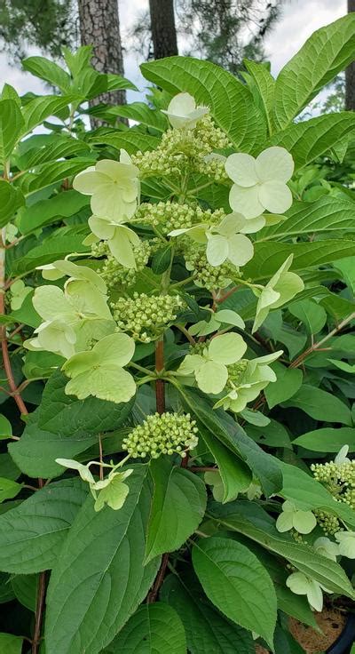 Hydrangea paniculata 'Fire and Ice™' Fire and Ice™ Hydrangea from Taylor's Nursery