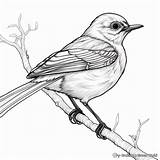 Mockingbird Coloring Pages  Free & Printable sketch template