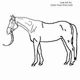 Coloring Paard Thoroughbred Kleurplaat Pferde Paarden Supercoloring  sketch template