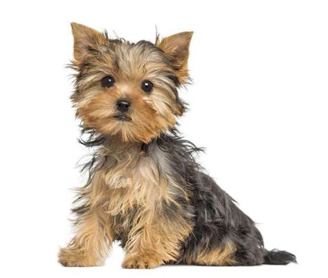 Male Yorkie Names Perfect For Cute Boys Like Yours