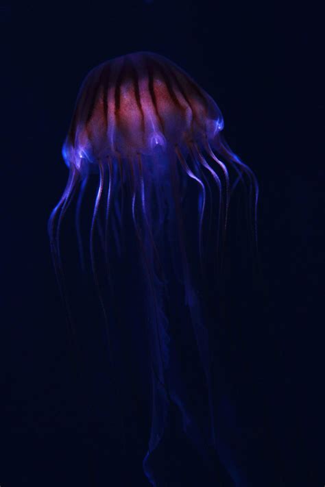 Glowing Jellyfish Free Stock Photo - Public Domain Pictures