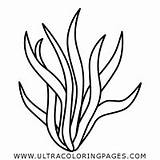 Seaweed Coloring Page  Ultra Pages sketch template