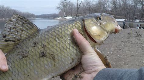 Fishing White Sucker - Carp, Suckers & Rough Fish - Carp, Suckers & Rough Fish | In-Depth Outdoors