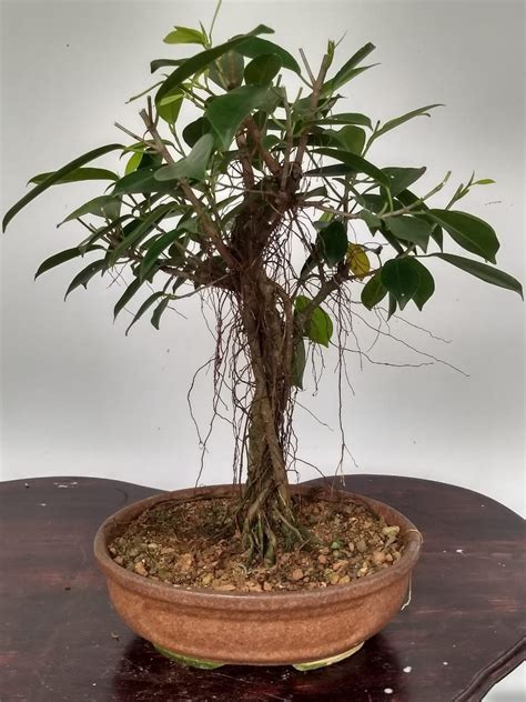 Ficus benjamina for Bonsai beginners - try to grow your own. - Lifezshining Ficus Bonsai Tree ...