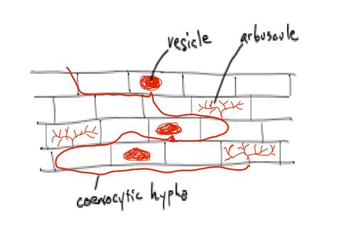 2.21: Glomeromycota- important mycorrhizal fungi - Biology LibreTexts