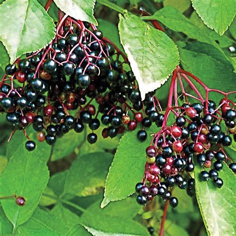 Elderberry | Gurney's Seed & Nursery Co.