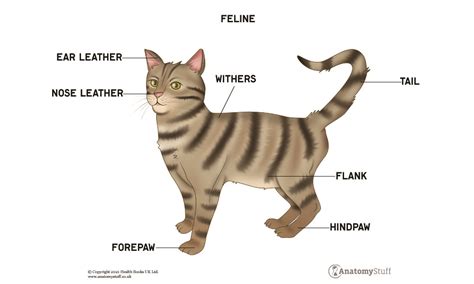 Feline Anatomy | Cat Anatomy | Skeleton & Muscles | AnatomyStuff