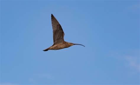 Eastern Curlew - ZooChat