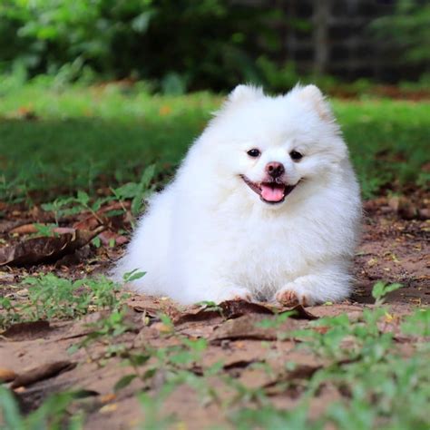 Premium Photo | Portrait of a cute young white pomeranian dog sitting ...