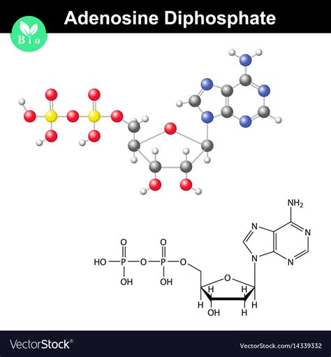 Adenosine diphosphate chemical structure and model