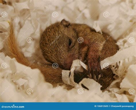 Baby Squirrel stock image. Image of baby, squirrel, sleeping - 106812605