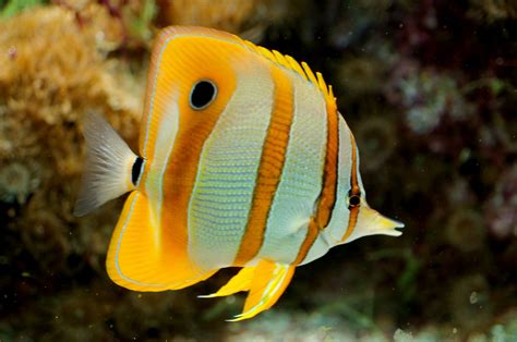 Butterflyfish (Chaetodontidae) Diet and Feeding