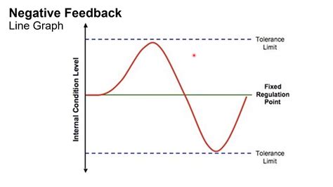 Chapter 1E Negative and Postitive Feedback - YouTube