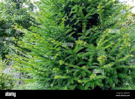 Taxus baccata or common yew evergreen coniferous tree with flat, dark ...