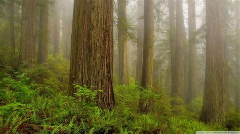 Redwood National And State Parks Wallpapers - Wallpaper Cave