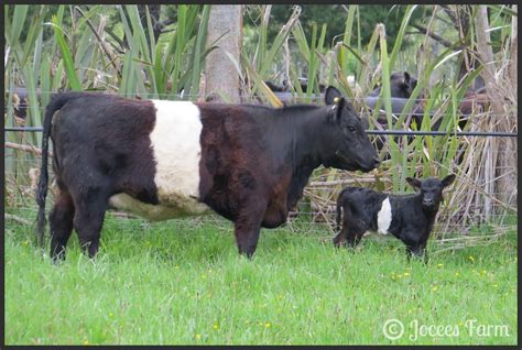 Jocees Farm: Belted Galloway Calf