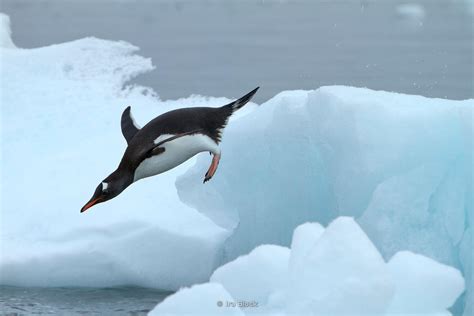 Ira Block Photography | A gentoo penguin jumping into the ocean at Neko Harbor, the Antarctic ...