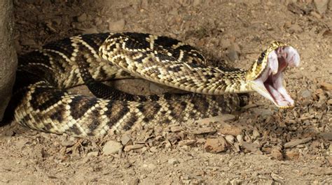 [Animals] The story of the rattlesnake, the iconic reptile that inspired Mesoamerican deities ...