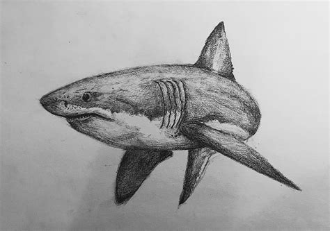 Wild Saturday night drawing sharks. : sharks