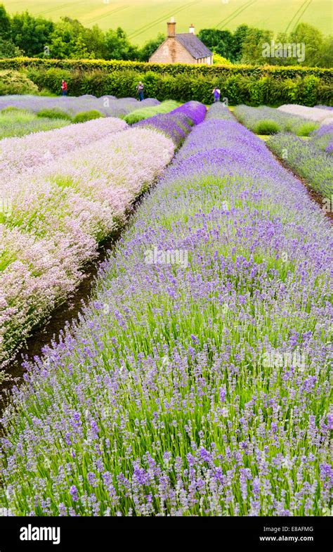 Lavender fields, Cotswolds, Worcestershire, UK Stock Photo - Alamy