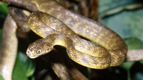 Invasive snakes threaten forests on Pacific island of Guam - BBC News