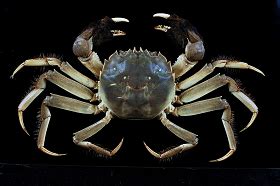 Chinese mitten crab » Marine Biosecurity Porthole