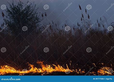 Grass fire stock photo. Image of burning, flame, smoke - 39777506